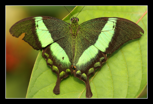 LT Papillon 02